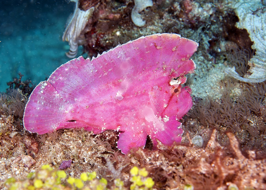 leafy scorpionfish